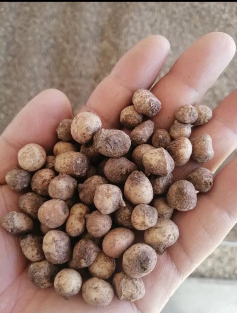 旱半夏种球，技术指导，旱半夏种苗，出苗率90%一件代发