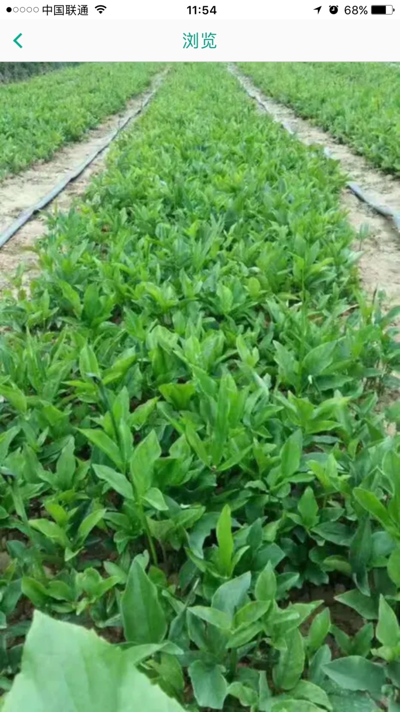 旱半夏种球，技术指导，旱半夏种苗，出苗率90%一件代发
