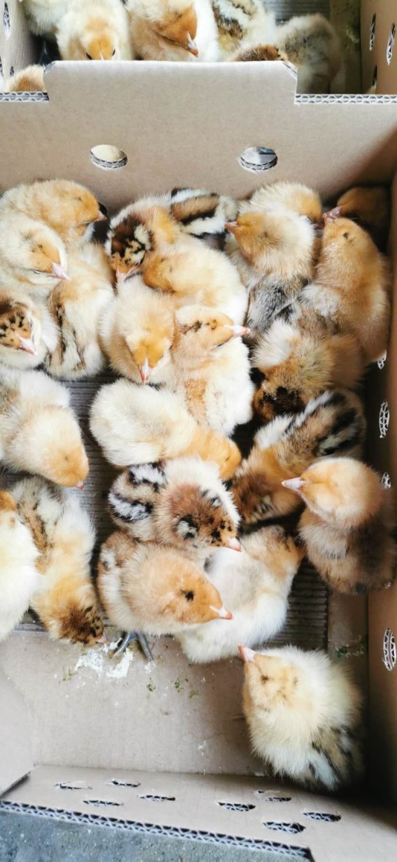土鸡苗红冠乌皮土鸡苗厂家直销、质量保证包运输成活