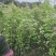 枫香，供应裸根火力楠，火力楠袋苗，香樟袋苗，枫香袋苗，楠