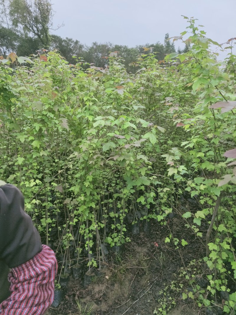 枫香，供应裸根火力楠，火力楠袋苗，香樟袋苗，枫香袋苗，楠