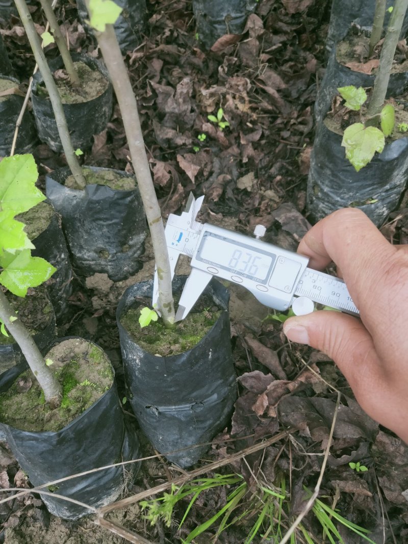 枫香，供应裸根火力楠，火力楠袋苗，香樟袋苗，枫香袋苗，楠