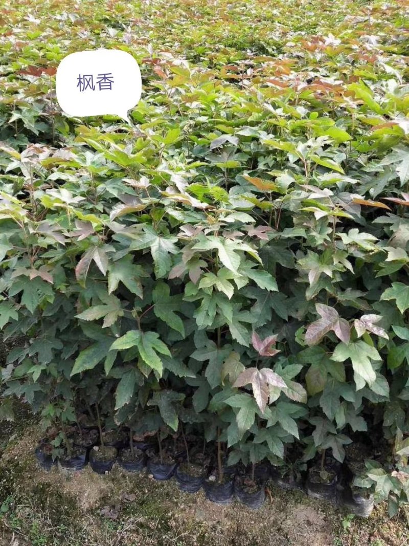 枫香，供应裸根火力楠，火力楠袋苗，香樟袋苗，枫香袋苗，楠