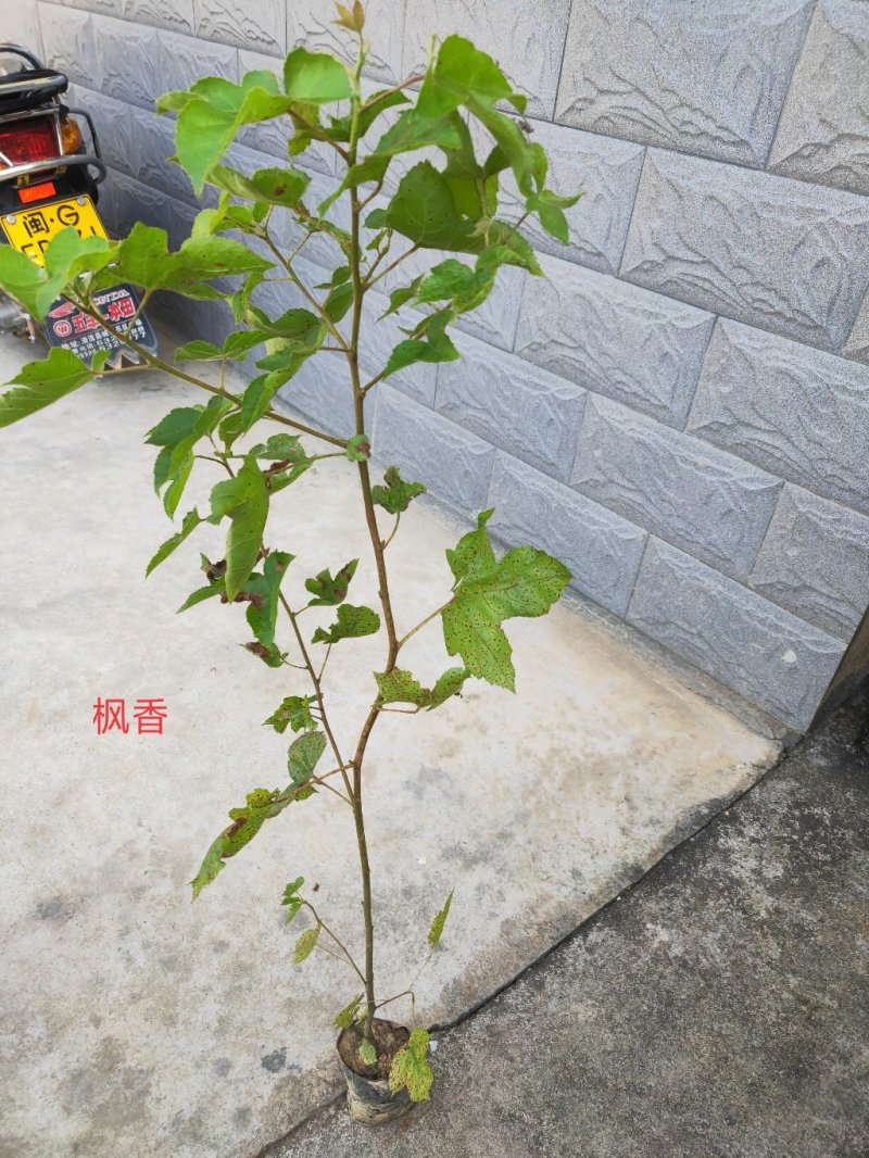 枫香，供应裸根火力楠，火力楠袋苗，香樟袋苗，枫香袋苗，楠