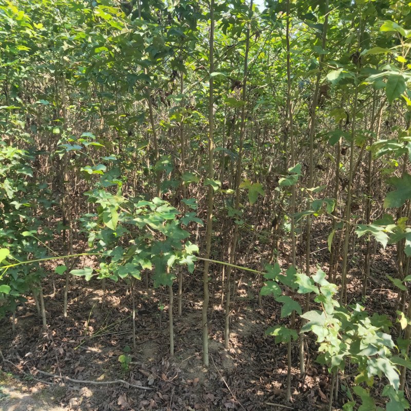 枫香，供应裸根火力楠，火力楠袋苗，香樟袋苗，枫香袋苗，楠