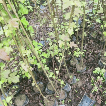 枫香，供应裸根火力楠，火力楠袋苗，香樟袋苗，枫香袋苗，楠