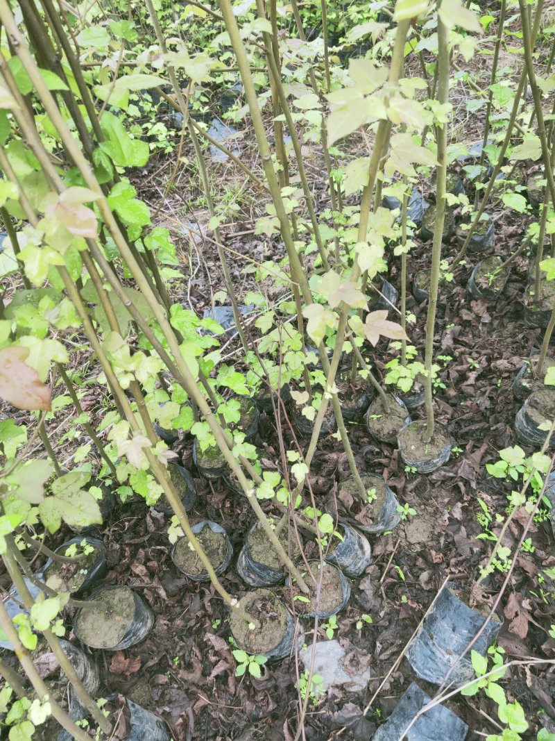 枫香，供应裸根火力楠，火力楠袋苗，香樟袋苗，枫香袋苗，楠