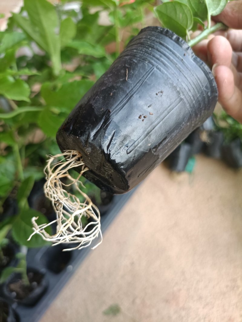 黄金百香果嫁接营养杯苗