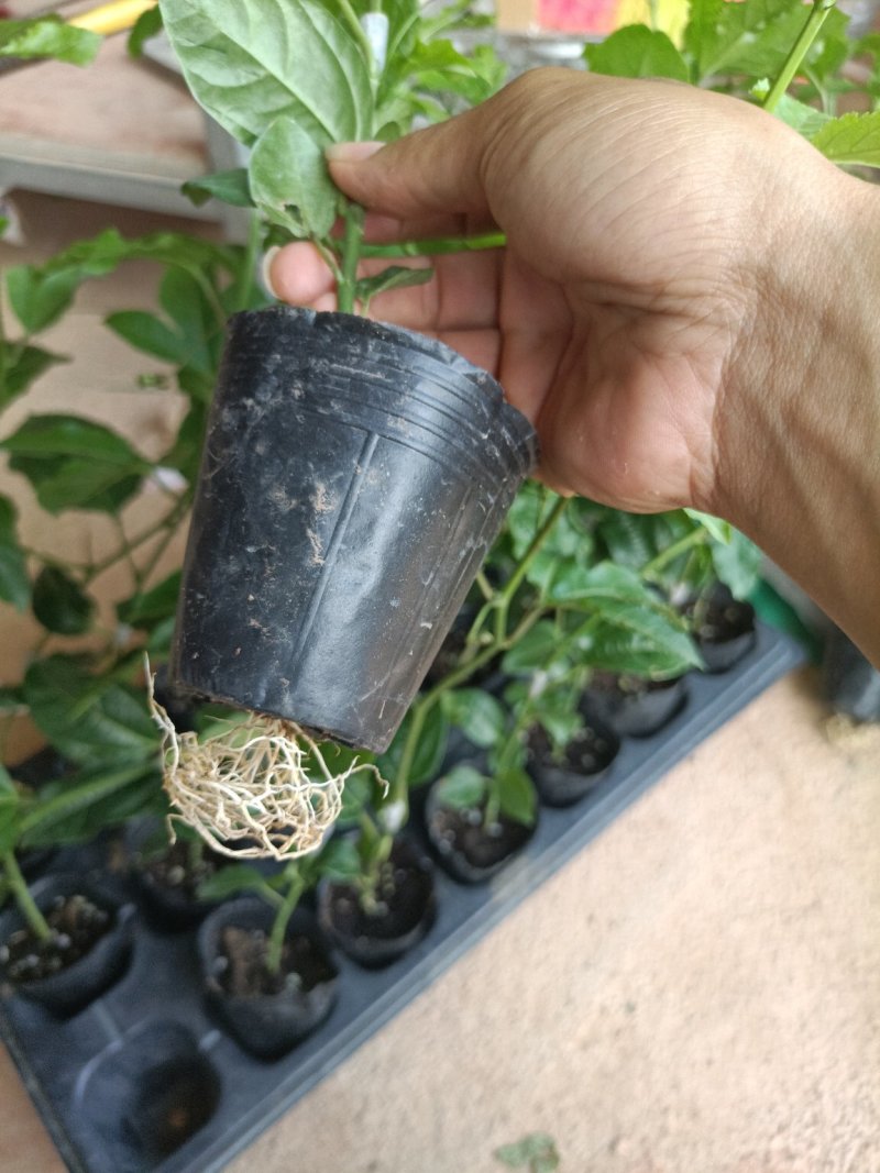 黄金百香果嫁接营养杯苗