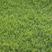 紫羊茅种籽护坡草籽绿化工程草坪多年生品种