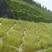 紫羊茅种籽护坡草籽绿化工程草坪多年生品种