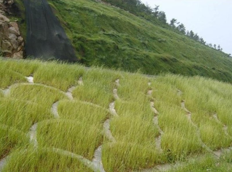 紫羊茅种籽护坡草籽绿化工程草坪多年生品种