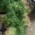山东精品香菜大量上市产地直供一手货源品质保证