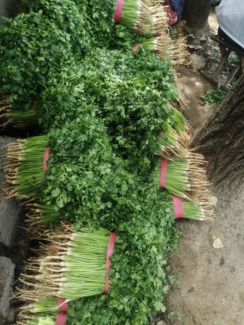 山东精品香菜大量上市产地直供一手货源品质保证