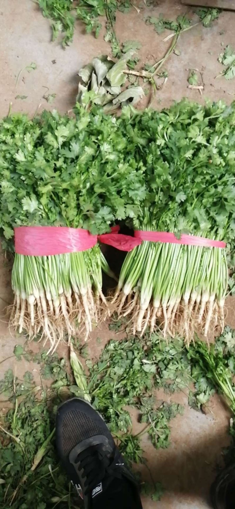 山东精品香菜大量上市产地直供一手货源品质保证