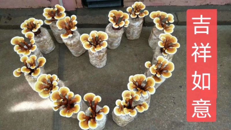 灵芝盆景福建基地灵芝大量现货供应批发