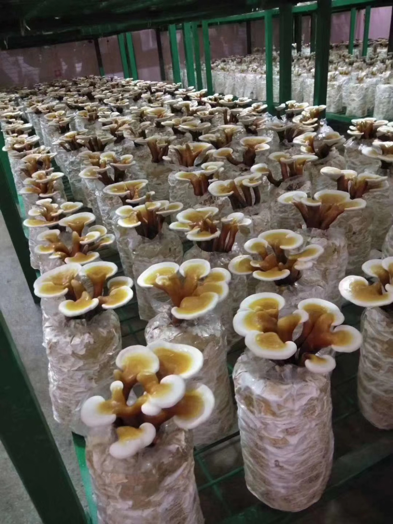 灵芝盆景福建基地灵芝大量现货供应批发