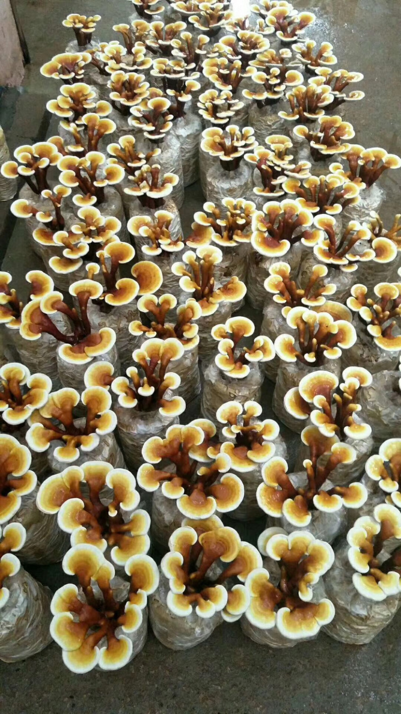 灵芝盆景福建基地灵芝大量现货供应批发