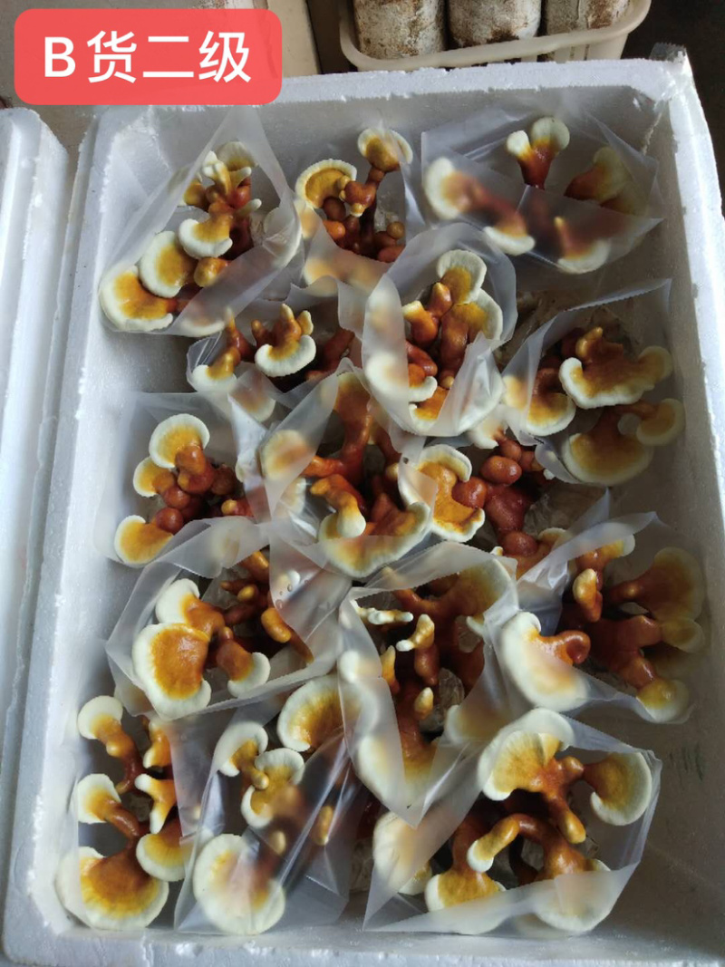 灵芝盆景福建基地灵芝大量现货供应批发