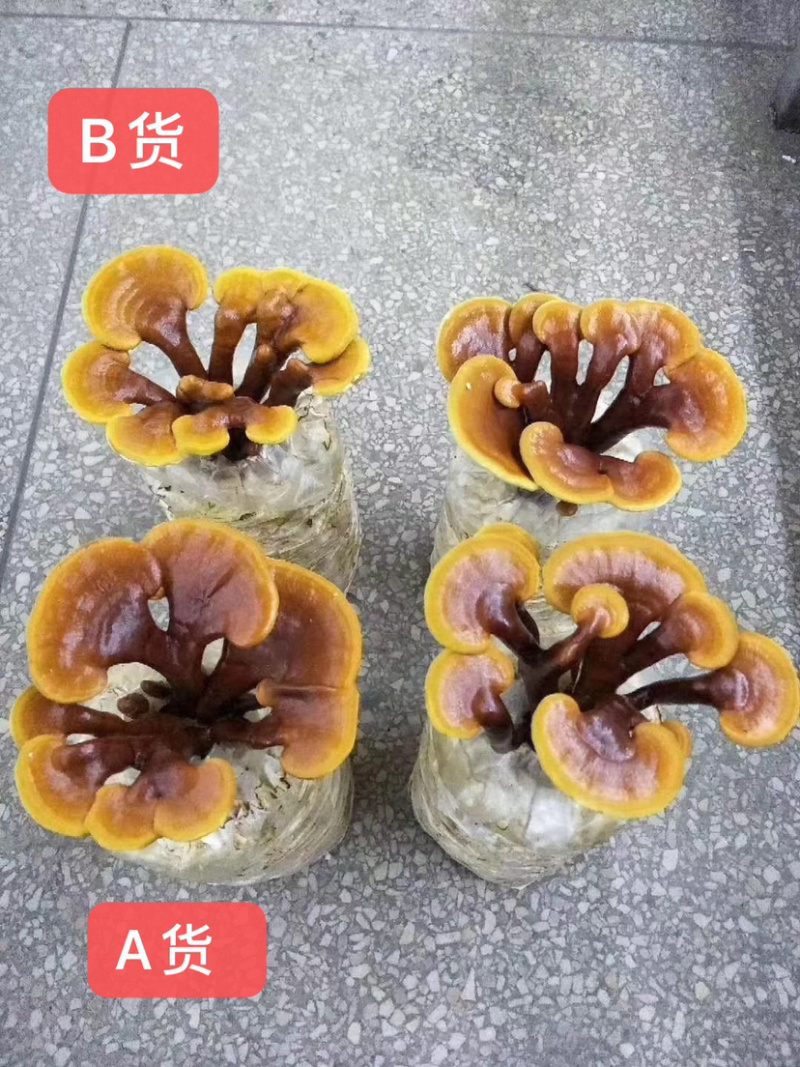 灵芝盆景福建基地灵芝大量现货供应批发