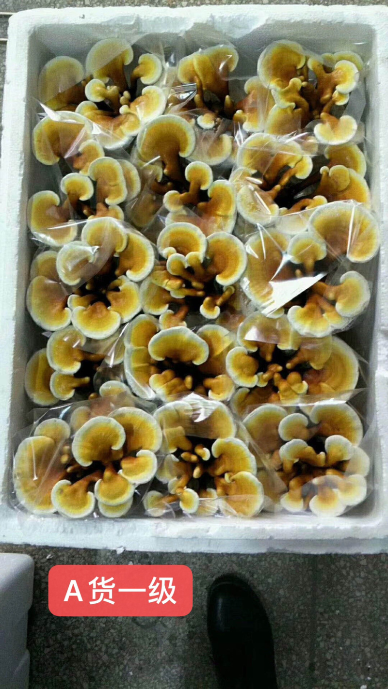 灵芝盆景福建基地灵芝大量现货供应批发