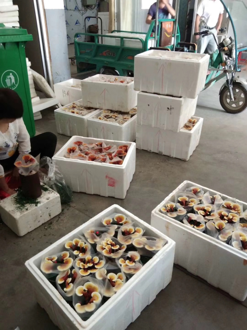 灵芝盆景福建基地灵芝大量现货供应批发