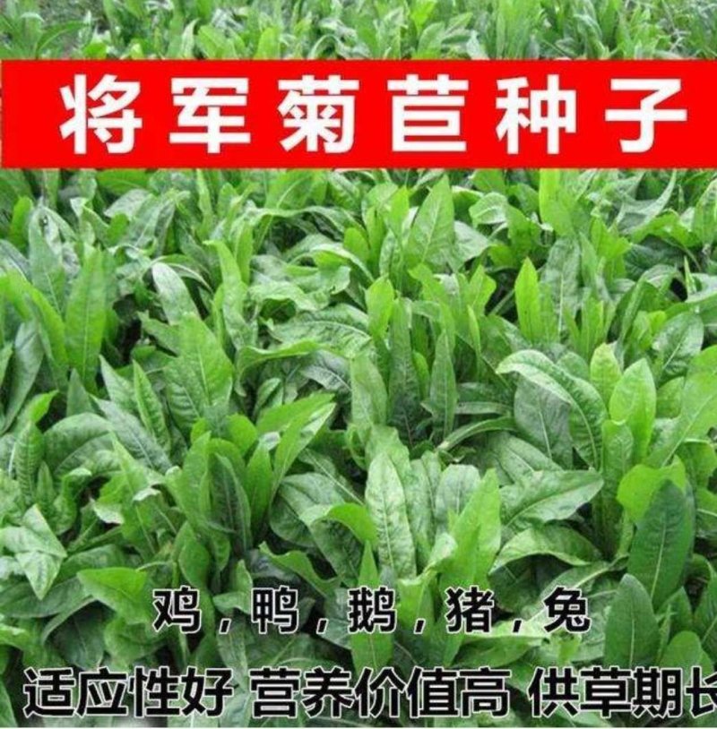 菊苣种子，多年生饲用将军牧草菊苣种子净子