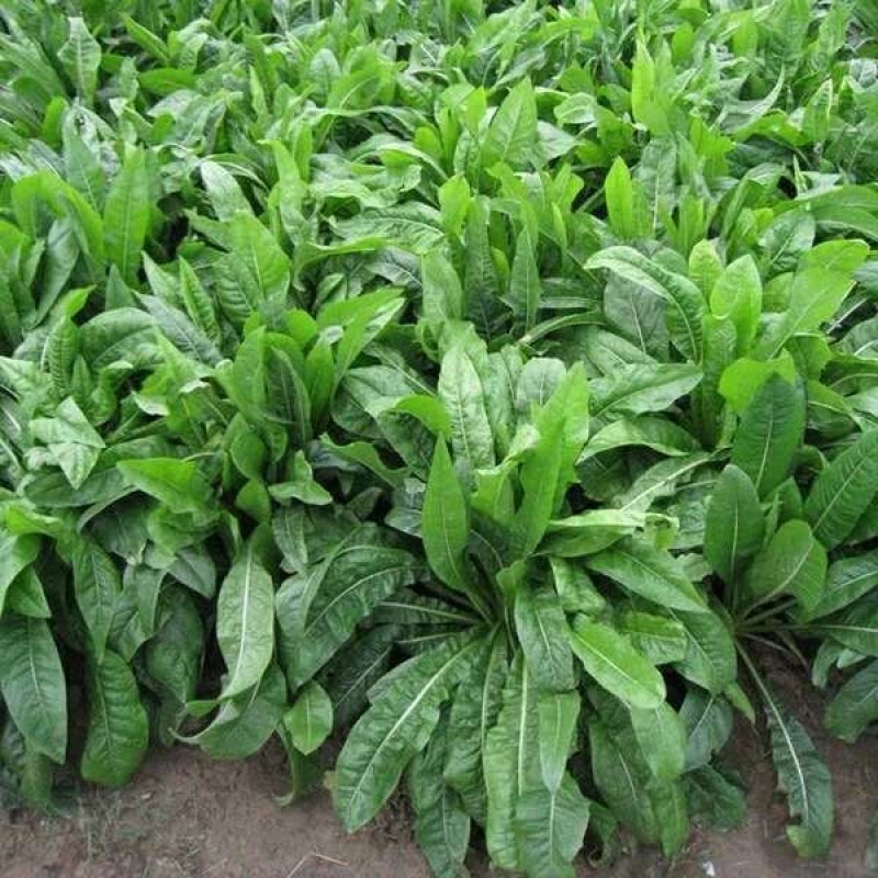 菊苣种子，多年生饲用将军牧草菊苣种子净子