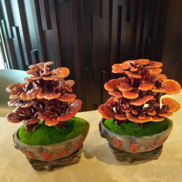 灵芝盆景福建基地灵芝大量现货供应批发