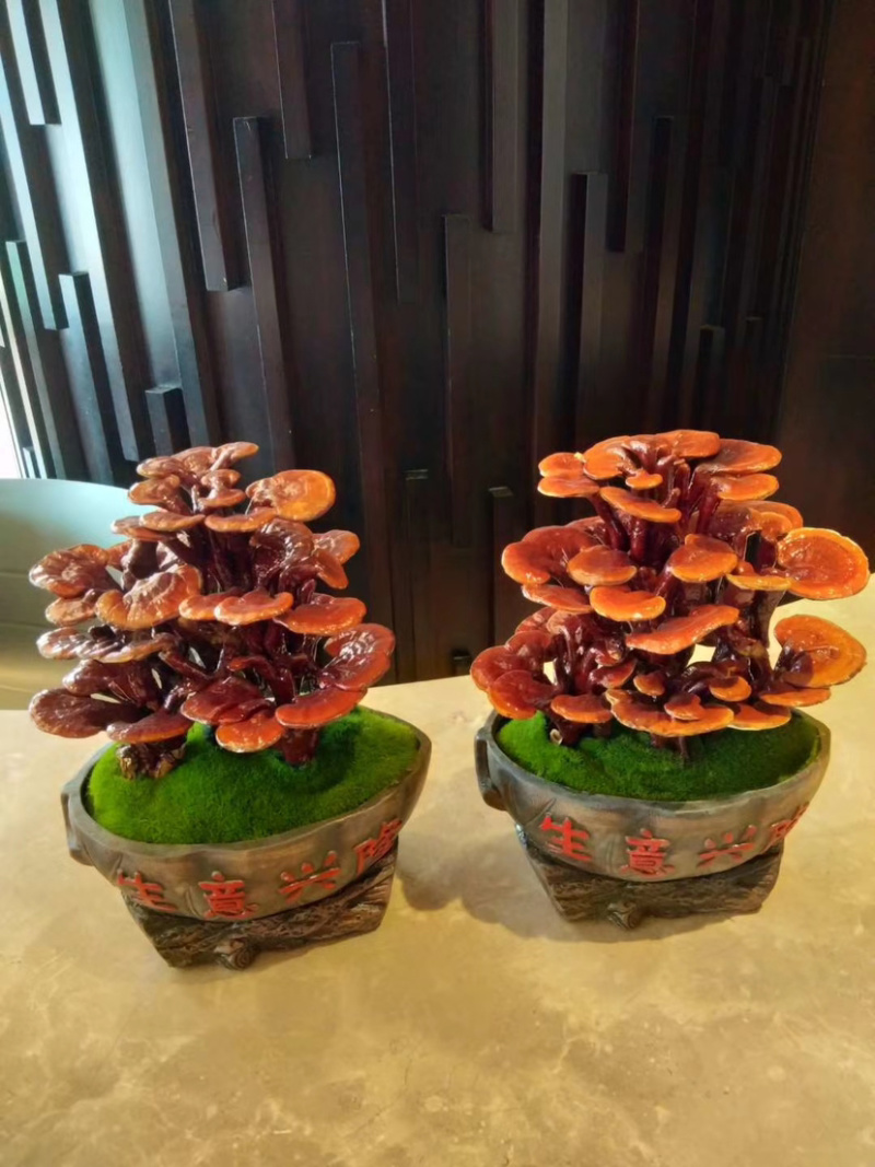 灵芝盆景福建基地灵芝大量现货供应批发