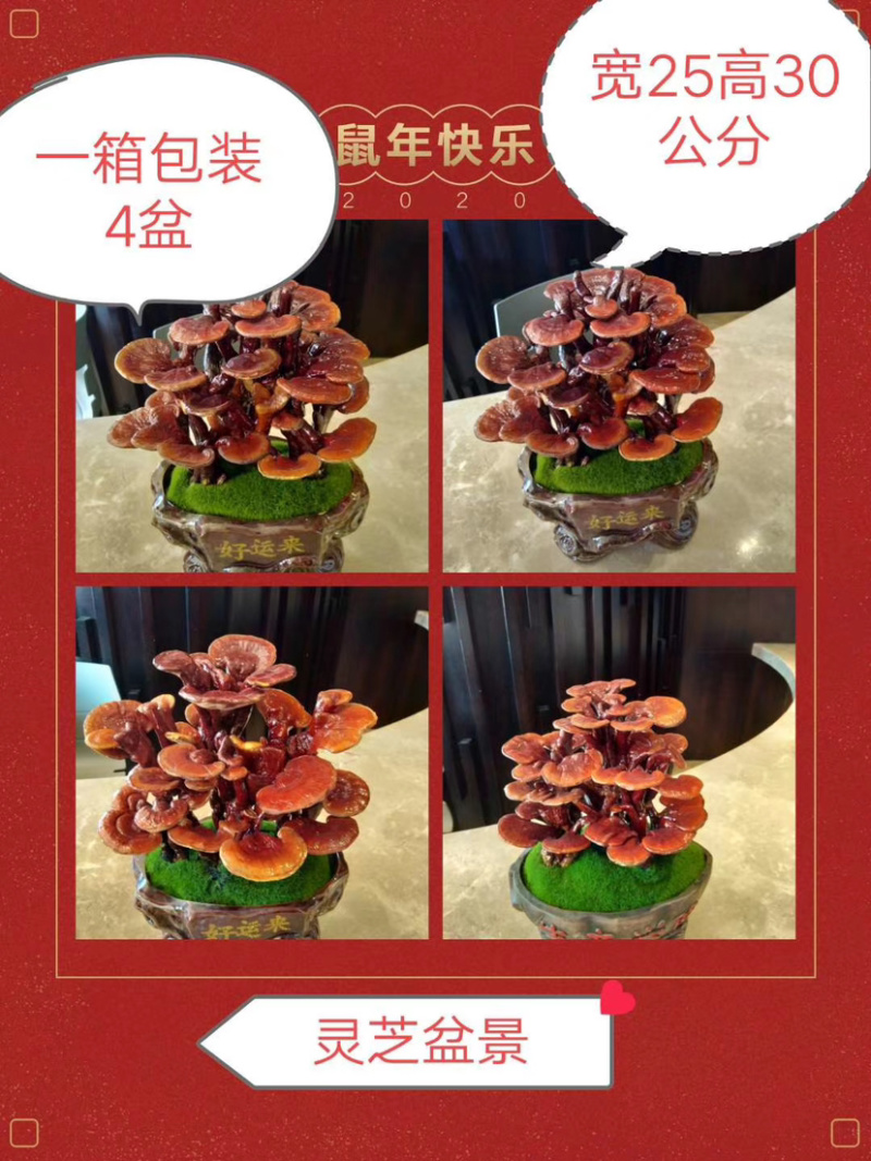 灵芝盆景福建基地灵芝大量现货供应批发
