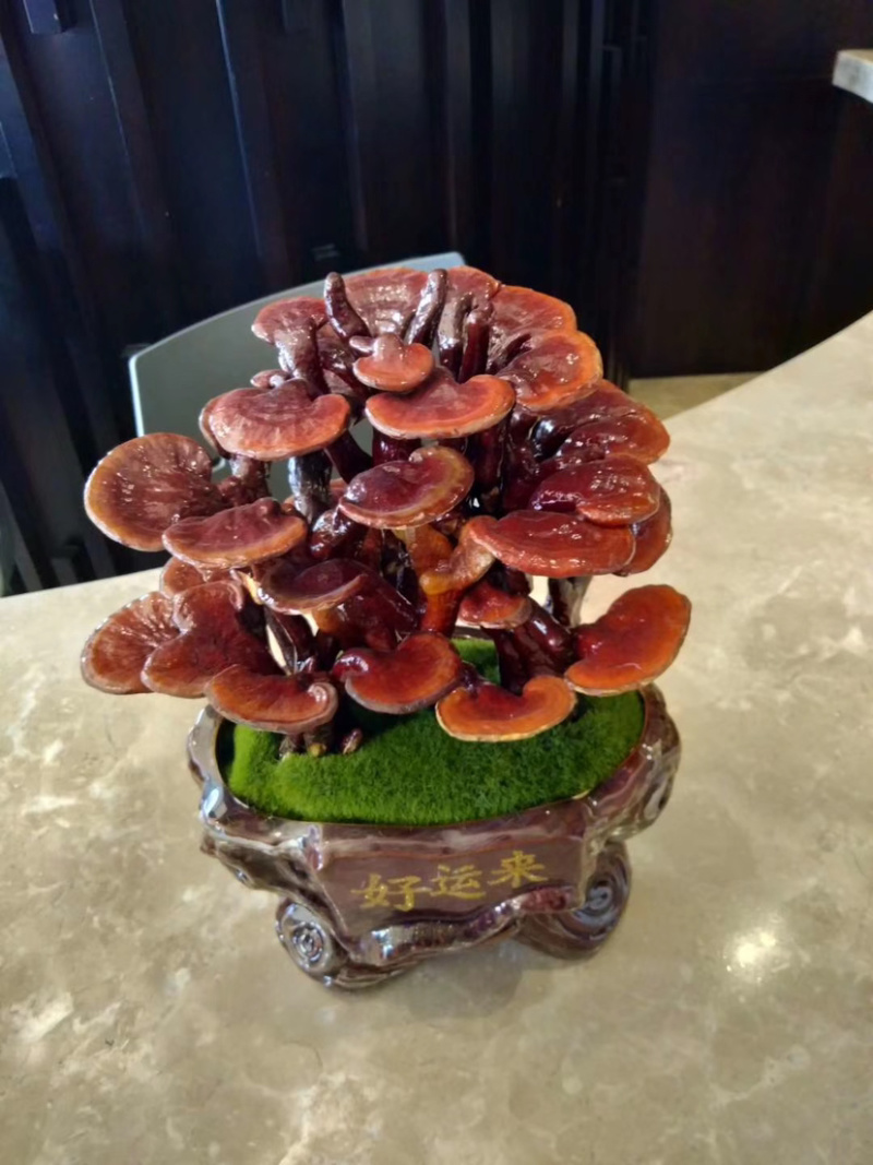 灵芝盆景福建基地灵芝大量现货供应批发