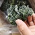 包邮盐渍裙带菜凉拌菜可泡发嫩海带叶裙带菜