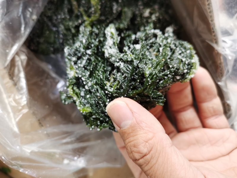 包邮盐渍裙带菜凉拌菜可泡发嫩海带叶裙带菜