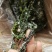 包邮盐渍裙带菜凉拌菜可泡发嫩海带叶裙带菜