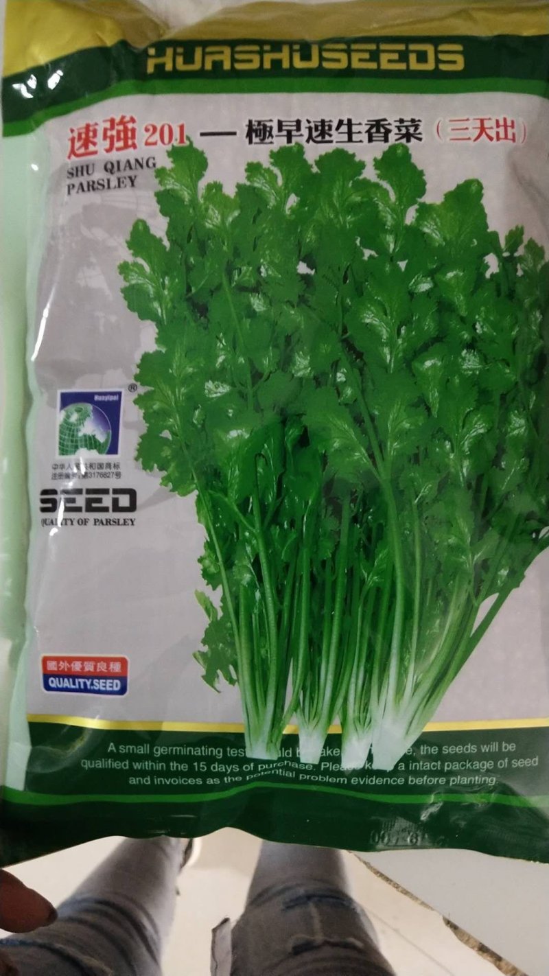 香菜种子三天出苗意大利香菜种子四季绿香进口夏季耐热品种