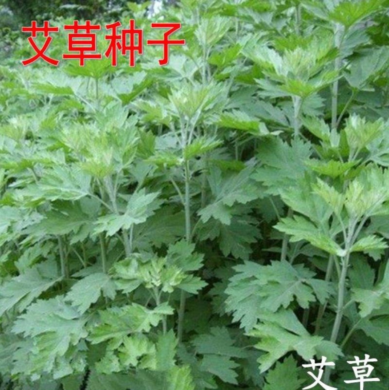 艾草种子艾叶香草药用食用，亩用量4斤一亩