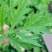 艾草种子艾叶香草药用食用，亩用量4斤一亩