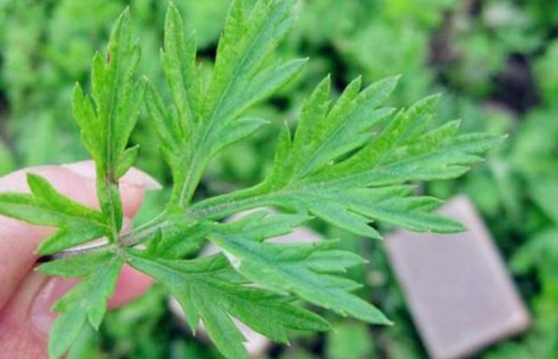 艾草种子艾叶香草药用食用，亩用量4斤一亩