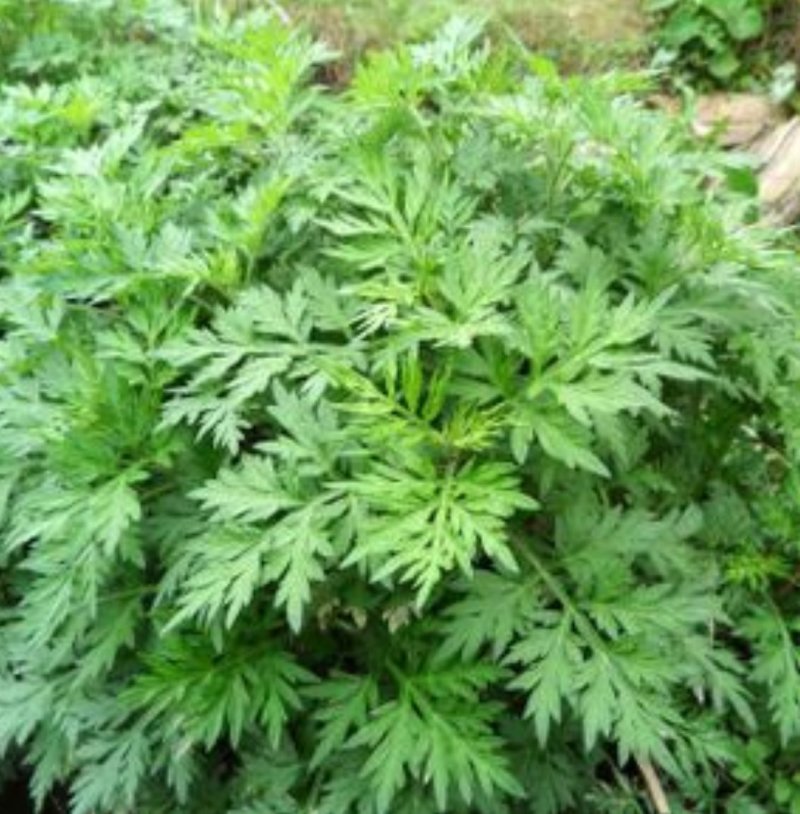 艾草种子艾叶香草药用食用，亩用量4斤一亩