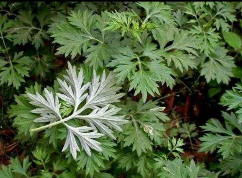 艾草种子艾叶香草药用食用，亩用量4斤一亩