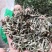 九子连还草量大从优2斤起批经营各种中药材