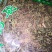 九子连还草量大从优2斤起批经营各种中药材