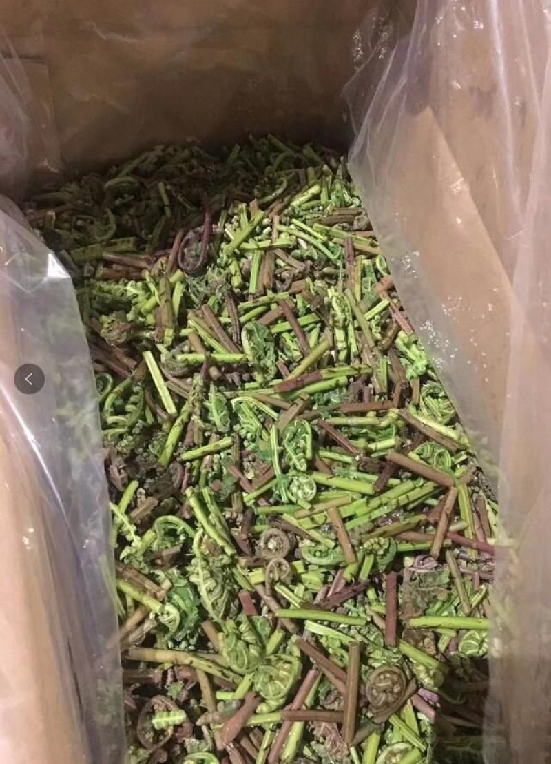 小兴安岭速冻山野菜（速冻）