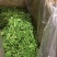 小兴安岭速冻山野菜（速冻）