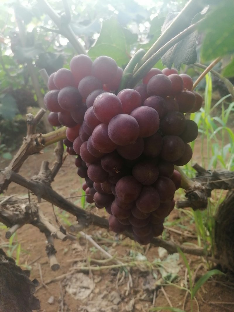 红无核大量上市基地供应需要的老板抓紧联系