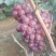 红无核大量上市基地供应需要的老板抓紧联系