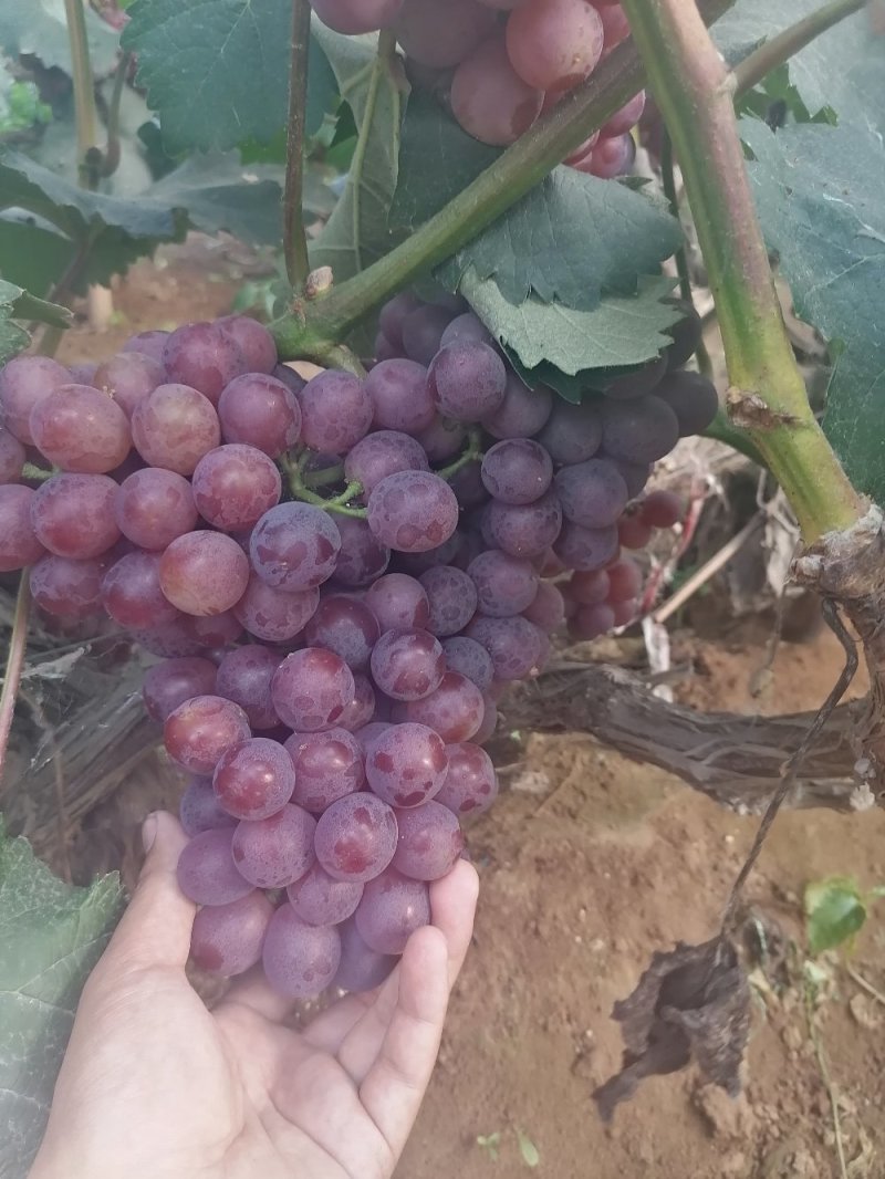 红无核大量上市基地供应需要的老板抓紧联系