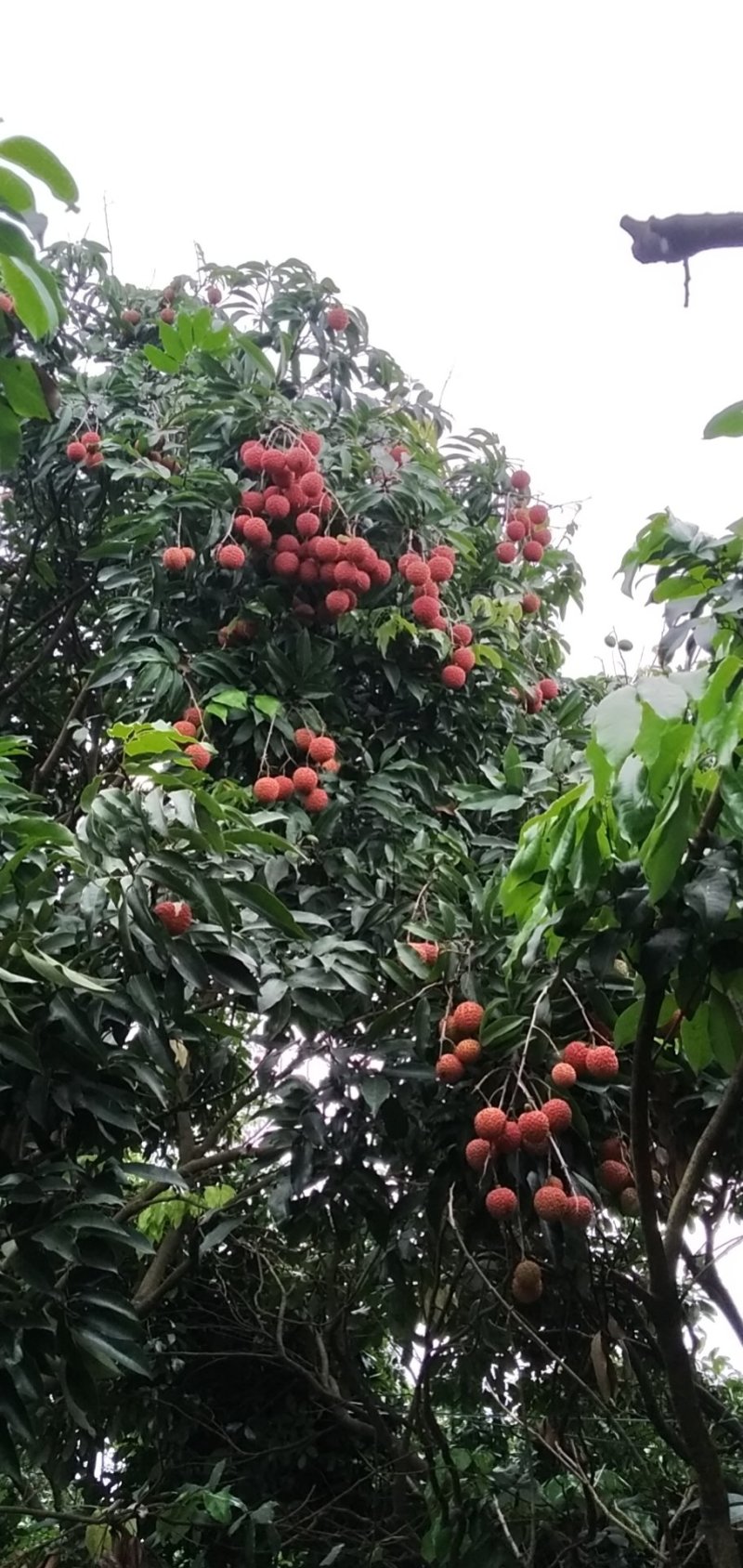 广东荔枝增城桂味荔枝，颗颗精选大量供应可视频看货