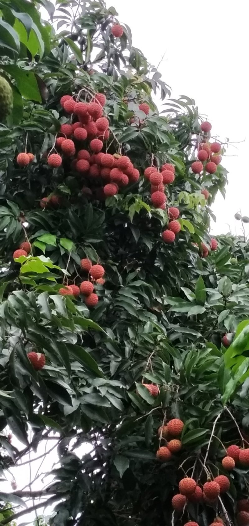 广东荔枝增城桂味荔枝，颗颗精选大量供应可视频看货